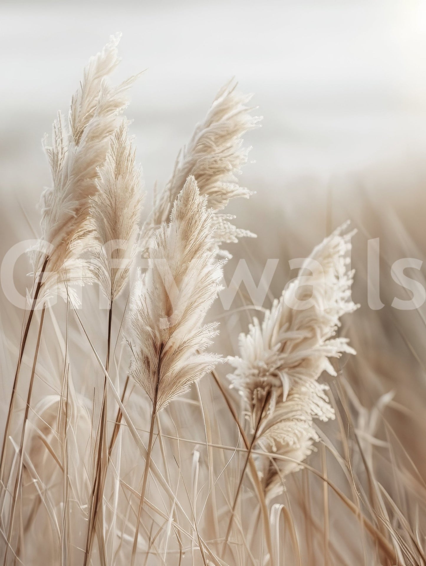 Soothing pampas grass by the sea wall mural décor

