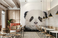 Baby panda animal portrait front, GD318