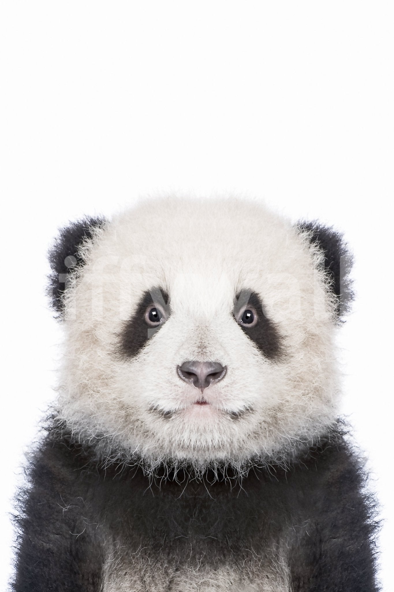 Giant panda baby close-up shot GD318

