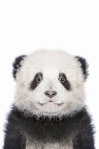 Giant panda baby close-up shot GD318

