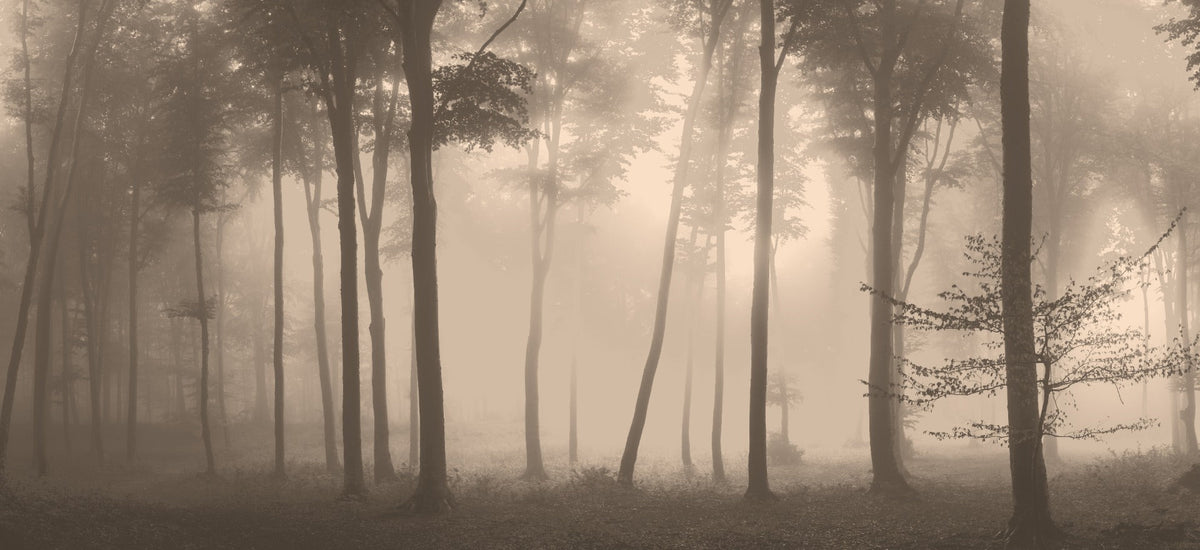 Spooky Haunted Halloween Foggy Forest Wallpaper Mural