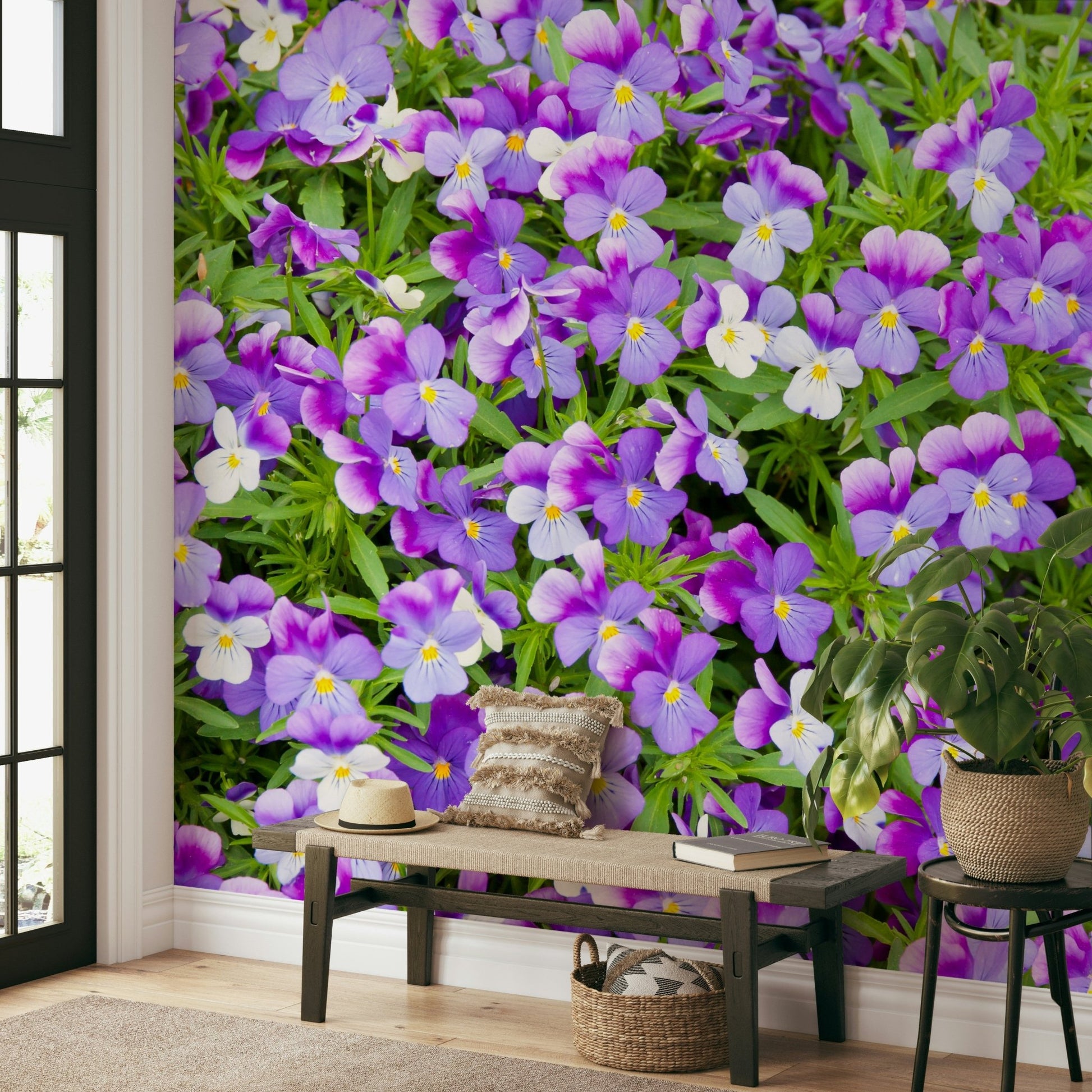 Purple and white pansies in full bloom
