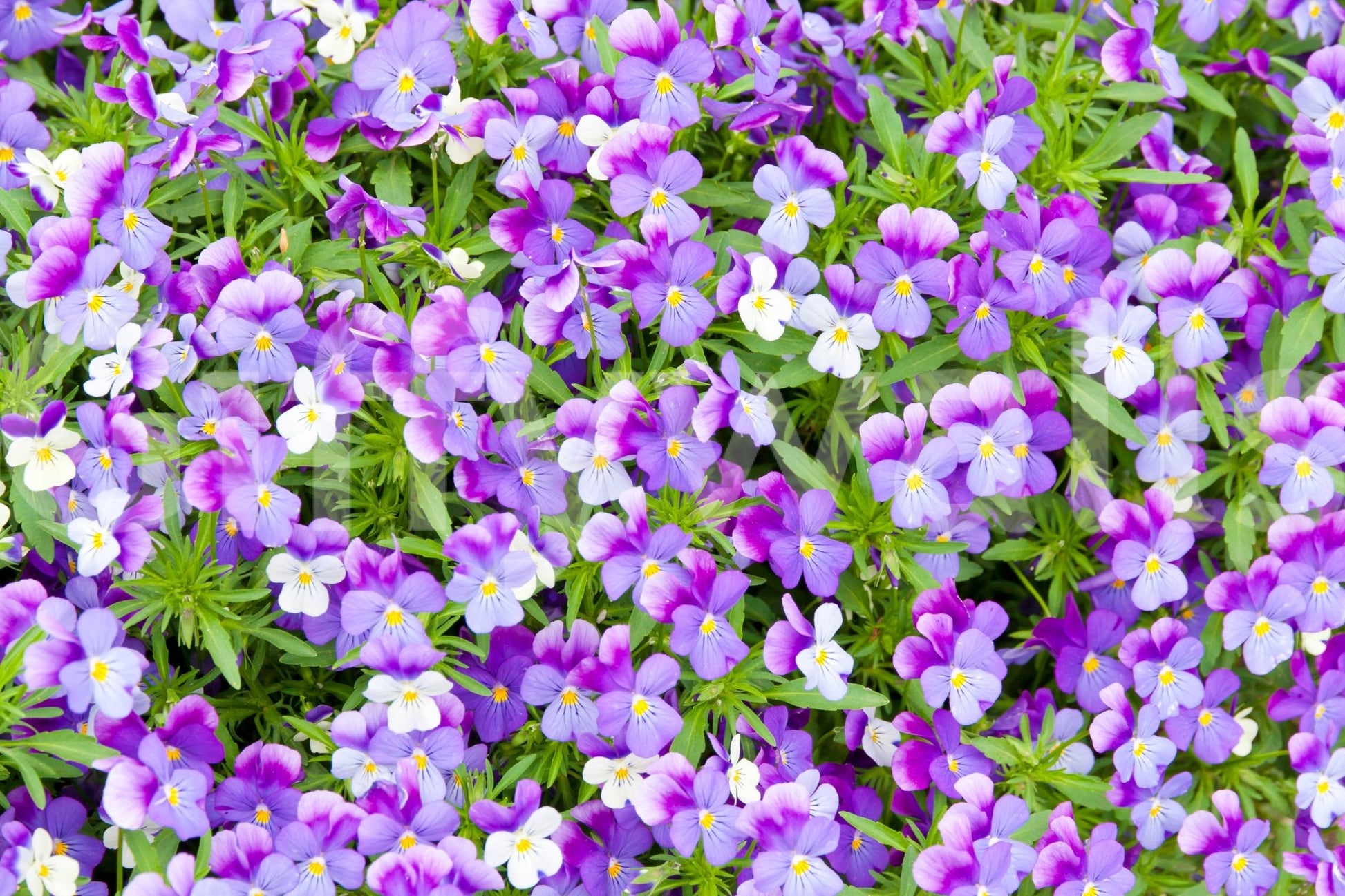 Bold botanical wall mural with pansies
