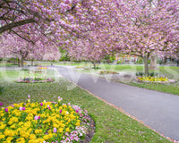 Nature wall mural with park and blossoms


