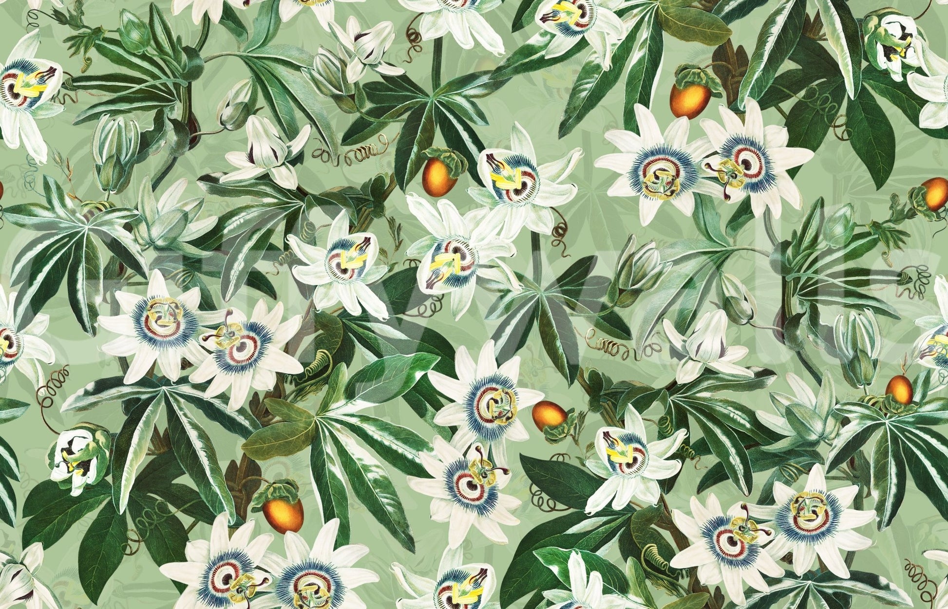 Passionflower Paradise Wallpaper⁠
