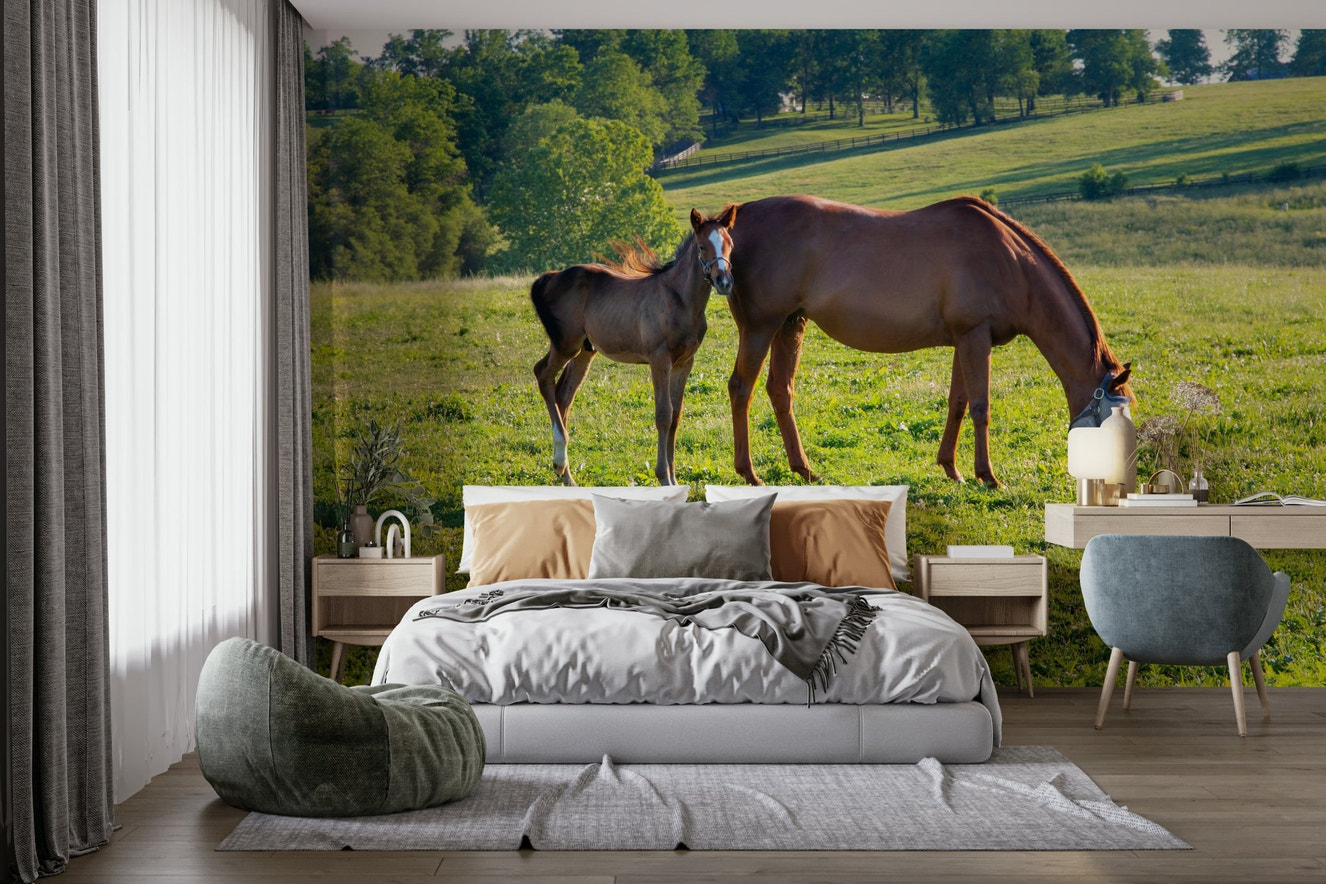 Two horses in a field mural wallpaper

