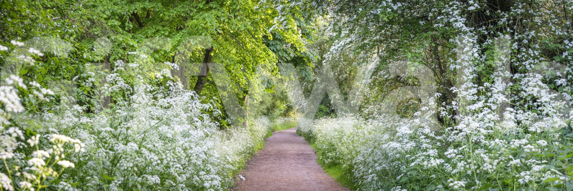 Vibrant landscape print with a walking path during daytime GD5045