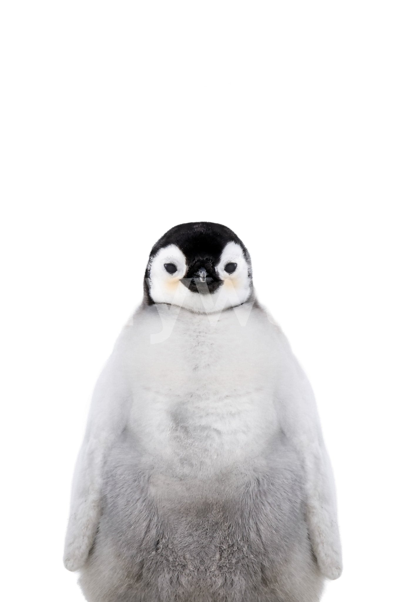Penguin chick wildlife close-up

