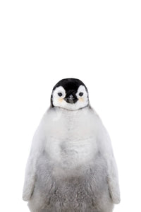 Penguin chick wildlife close-up

