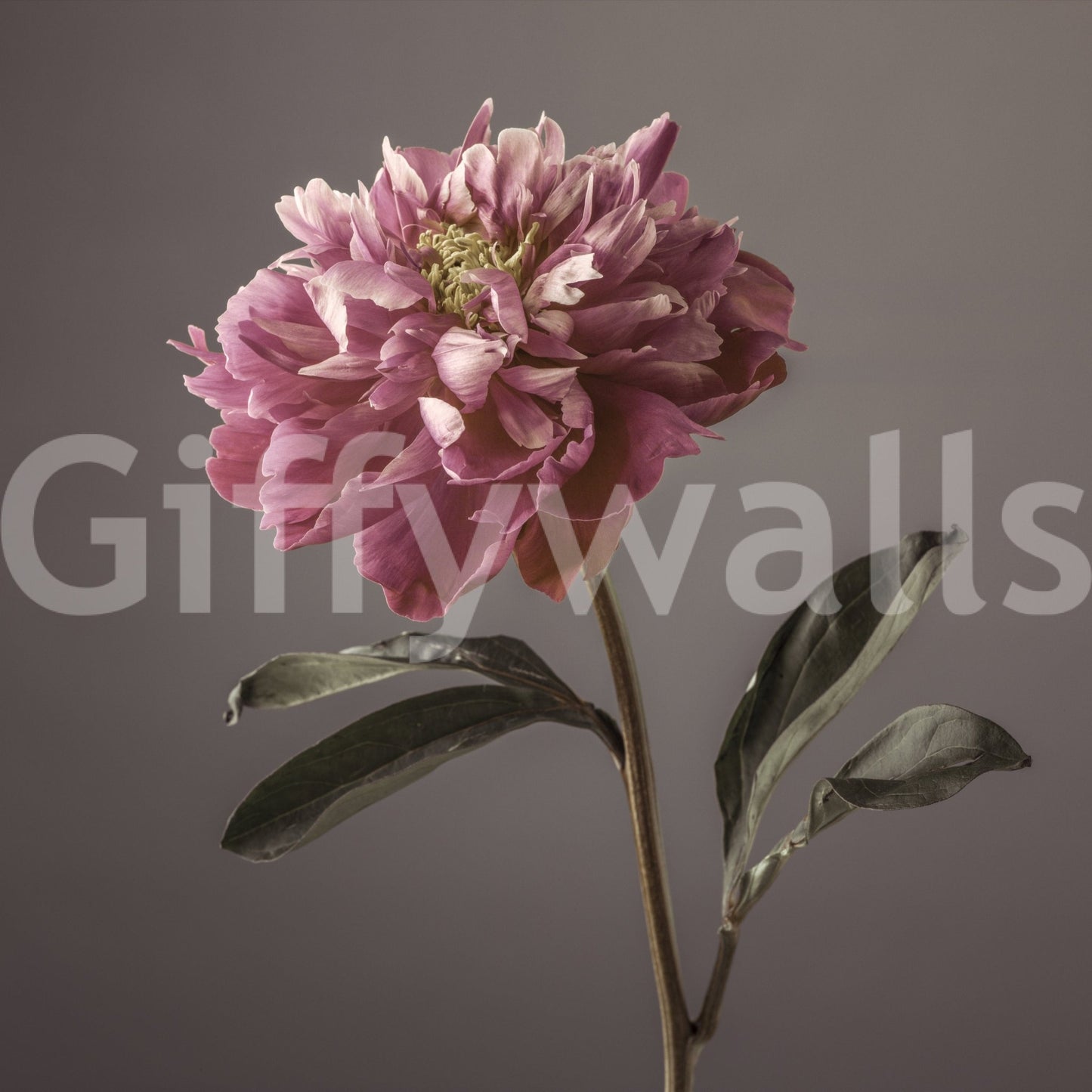 Peony Blush Wall Mural