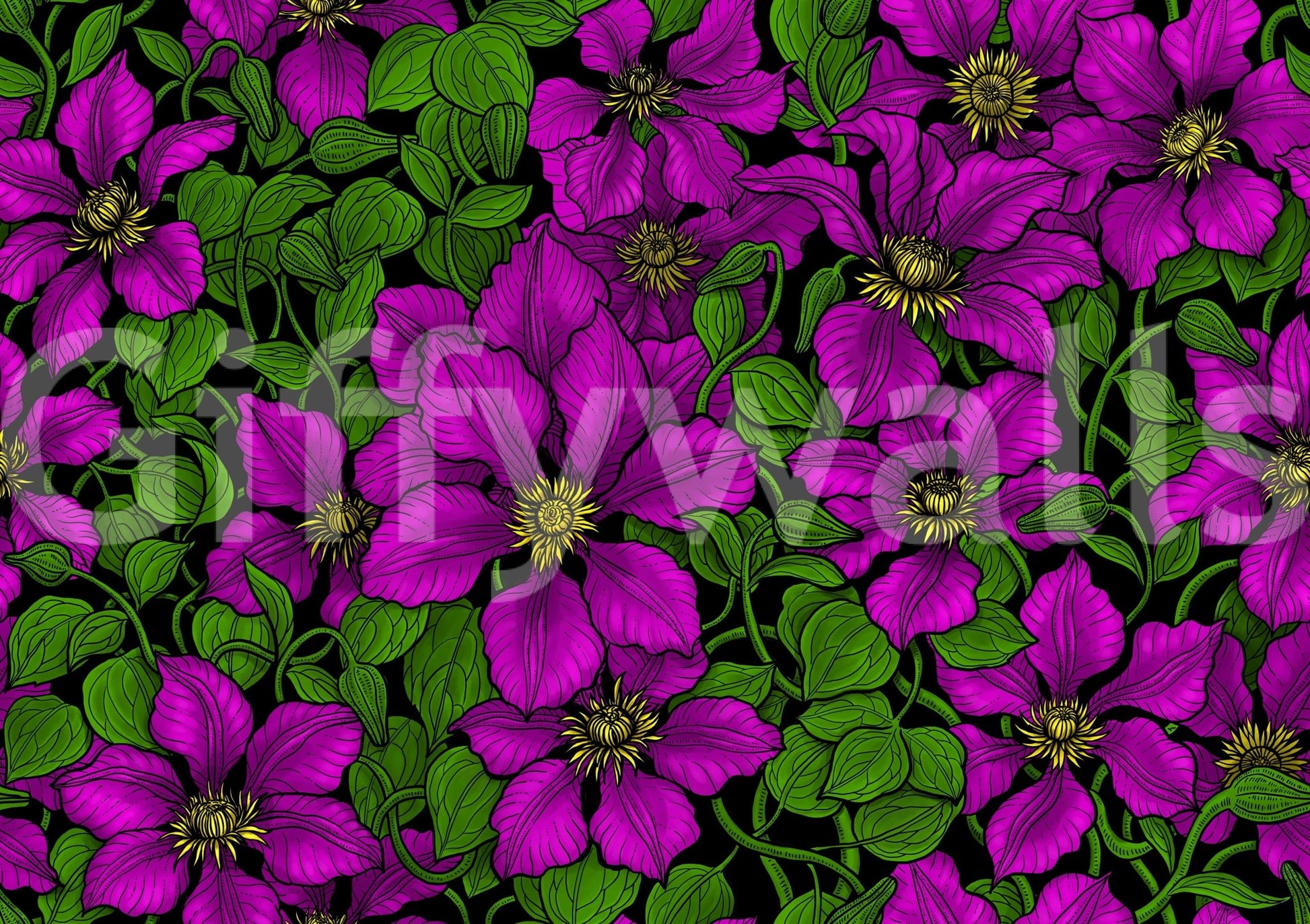 A deep black background sharpens the brights of Pink Clematis wallpaper.⁠GD9572