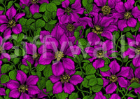 A deep black background sharpens the brights of Pink Clematis wallpaper.⁠GD9572
