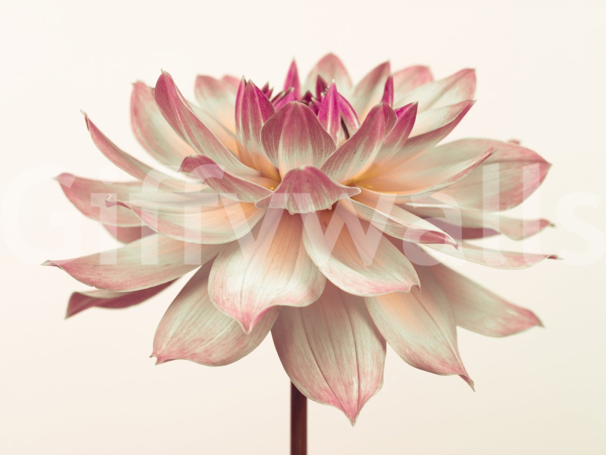 Light blush Pink Dahlia display picture captivating bloom petals stacks., GD7096
