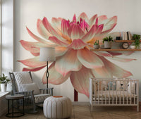 Macro Pink Dahlia backdrop picture soft pink petals intricate detail., GD7096