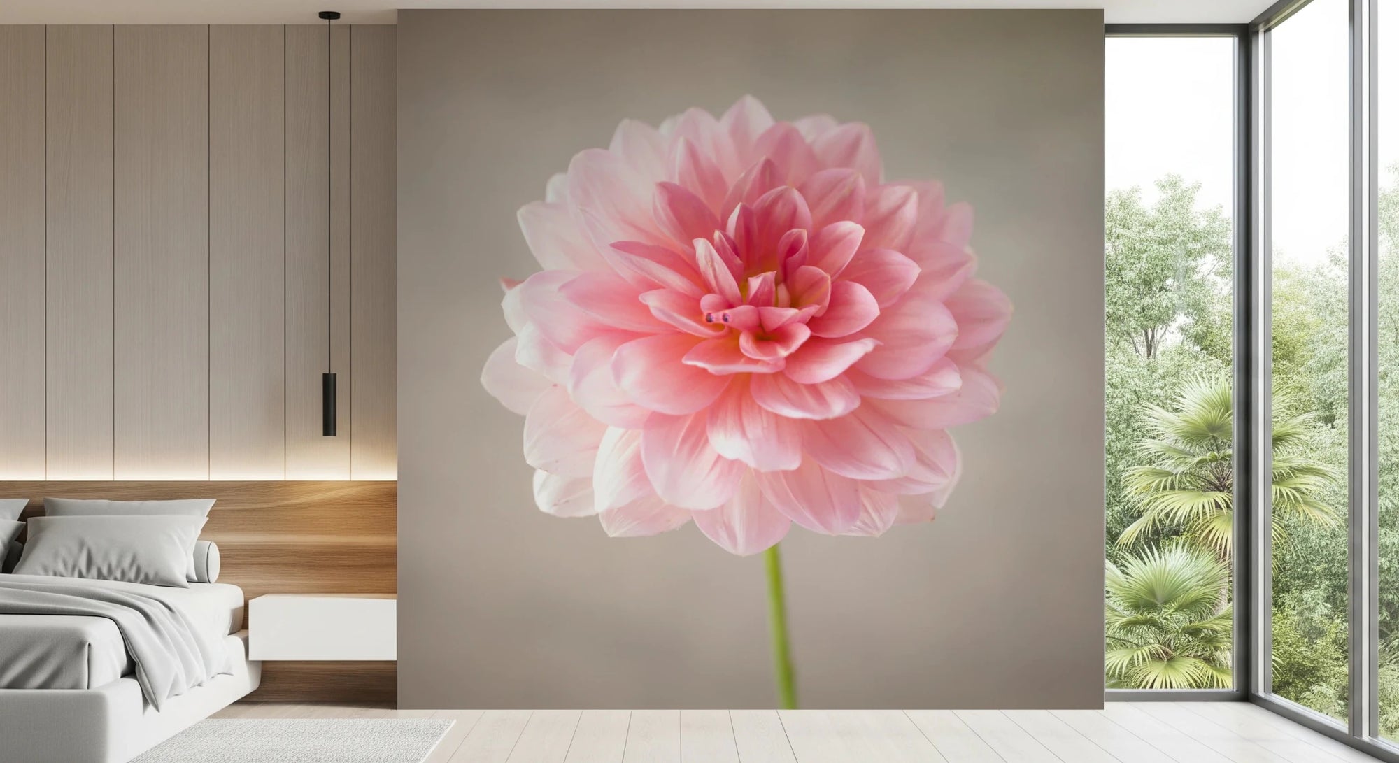 Pink Dahlia wall mural in bedroom with soft floral petals, GD8768