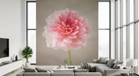 Pink Dahlia wall mural with delicate petal depth and form, GD8768