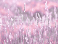 Feminine floral wallpaper with soft wild stems, GD2653
