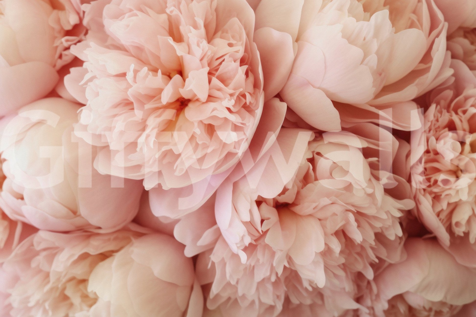 Stylish wallpaper for walls with feminine charm

