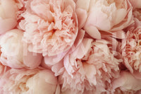 Stylish wallpaper for walls with feminine charm

