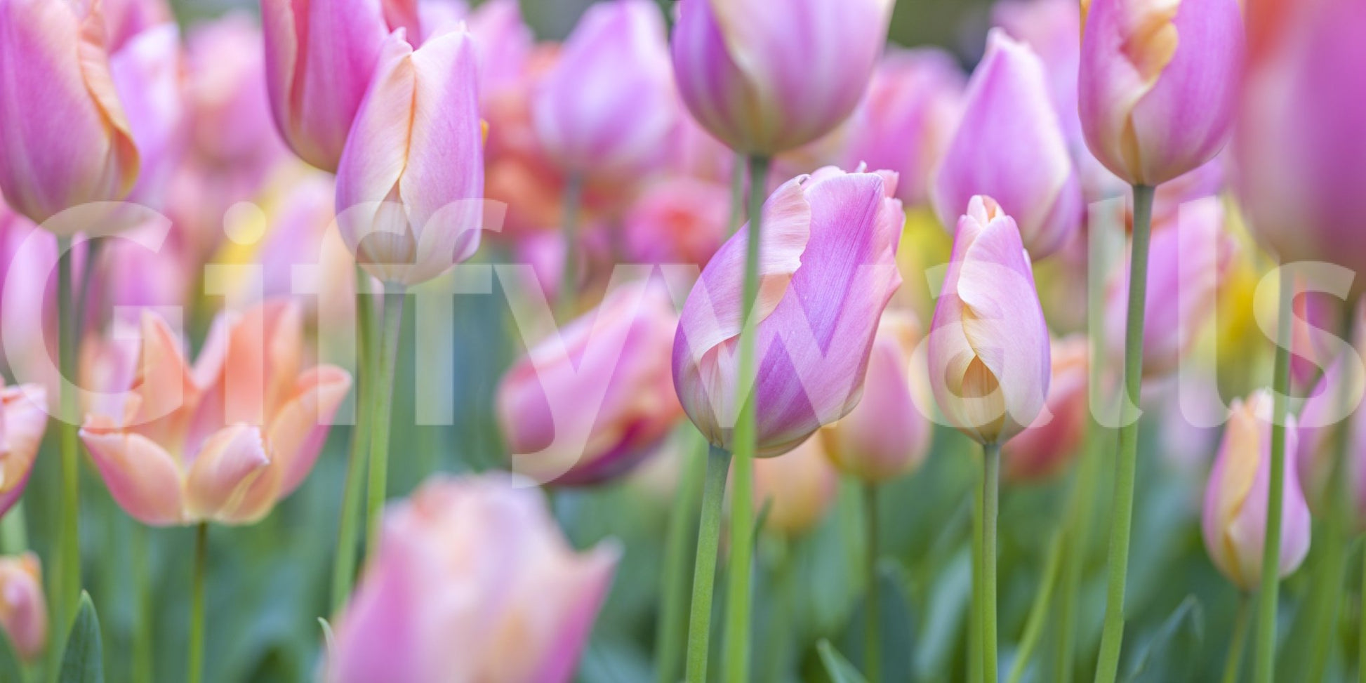 The image feels peaceful and restful.

