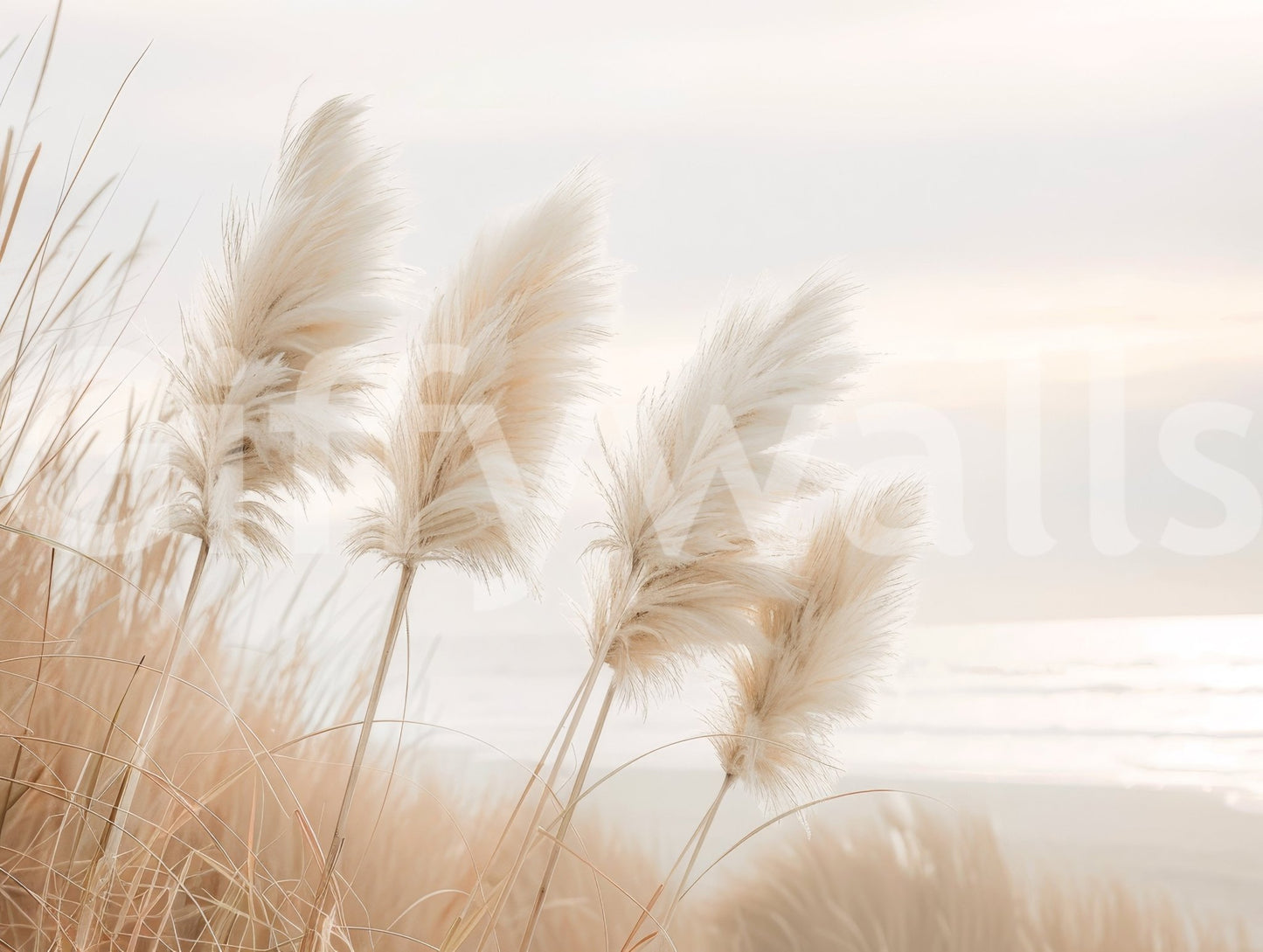 Poetry by the sea - Pampas grass in evening light Wall Mural