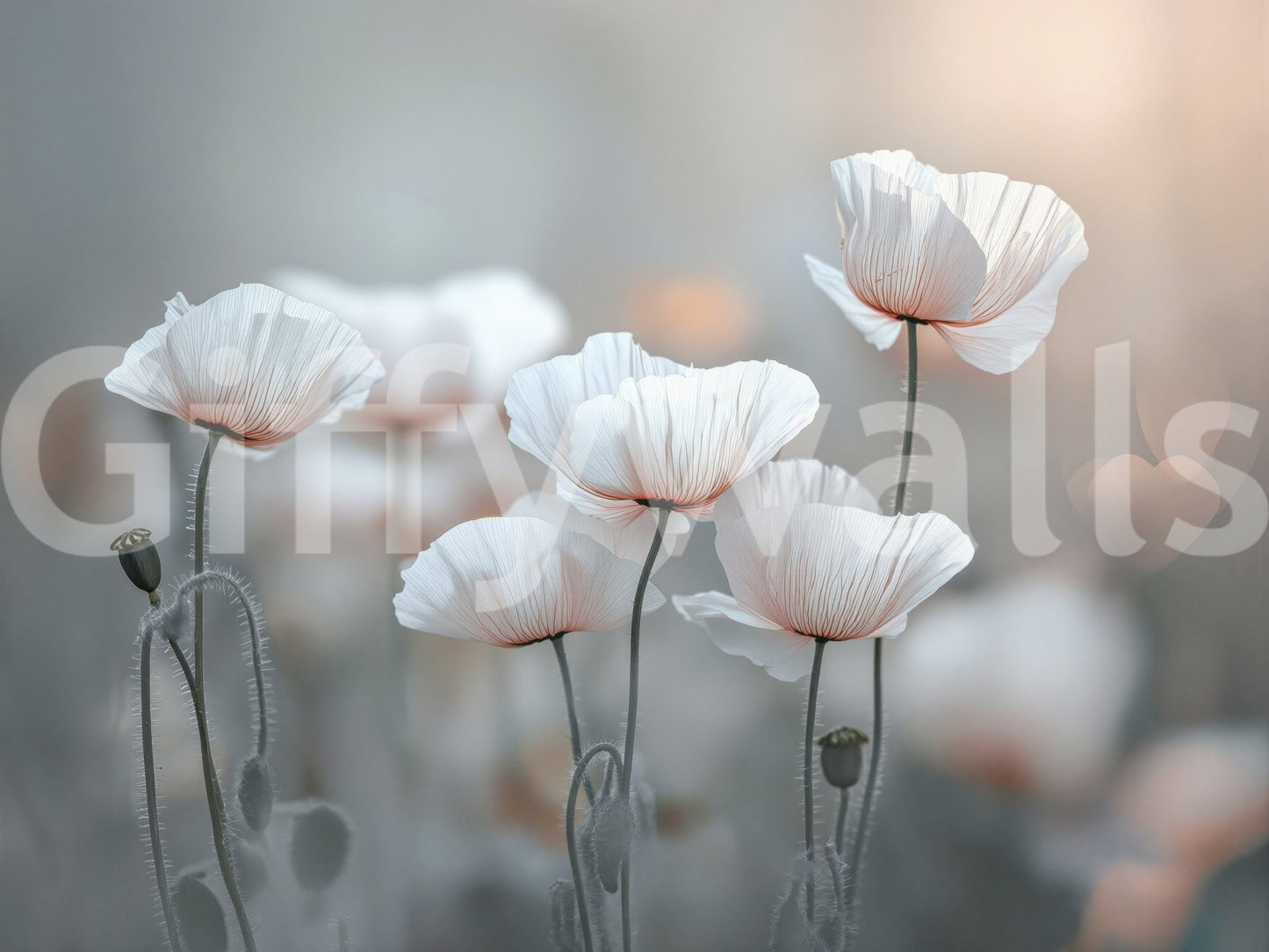 Poppy Dream Wall Mural