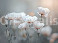 Poppy Dream Wall Mural