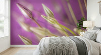 Delicate blooming Purple Alliums wall mural, soft lavender background art.