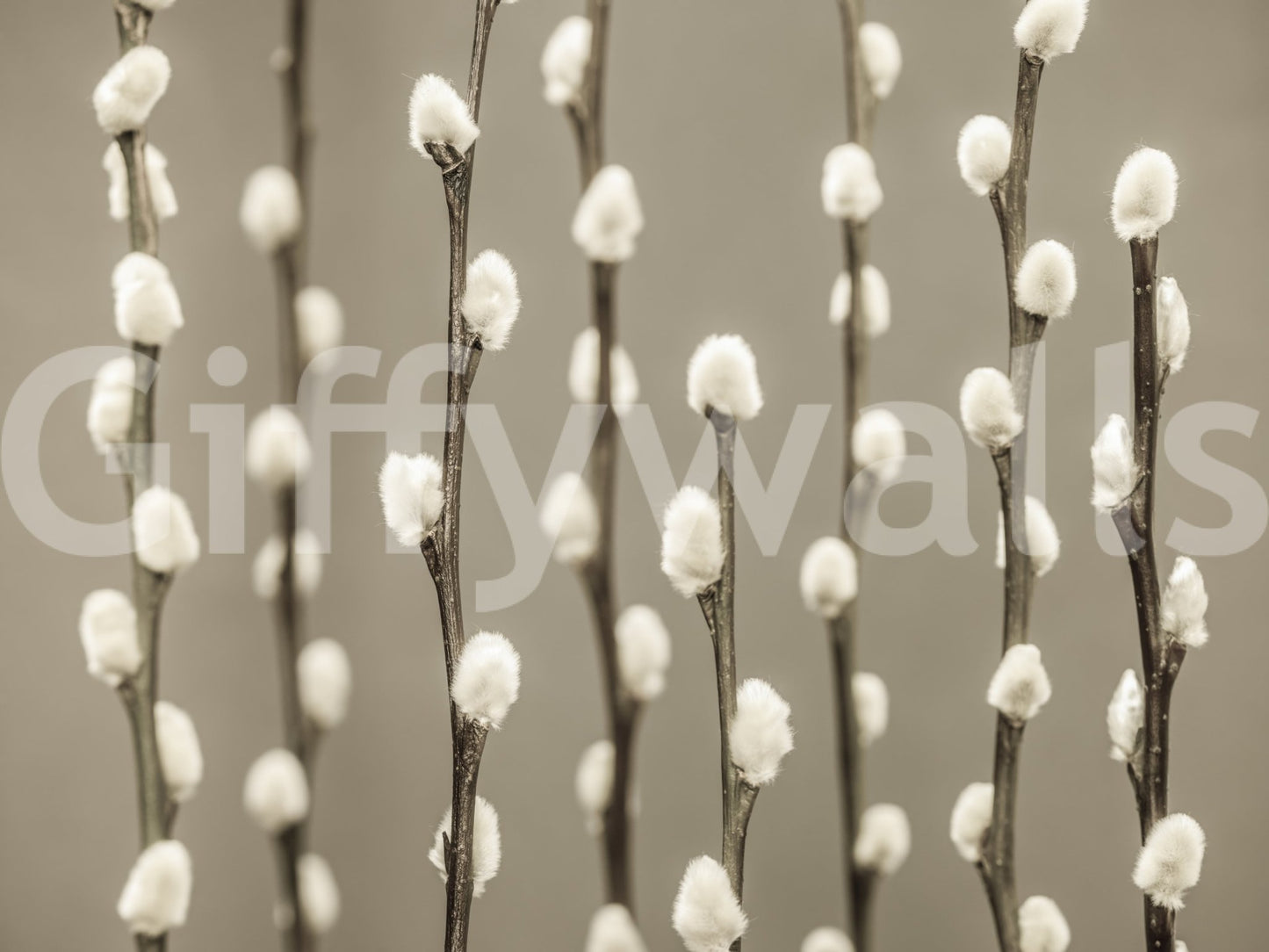 Pussy Willow Wall Mural with soft white buds on slender branches in neutral tones, GD8627