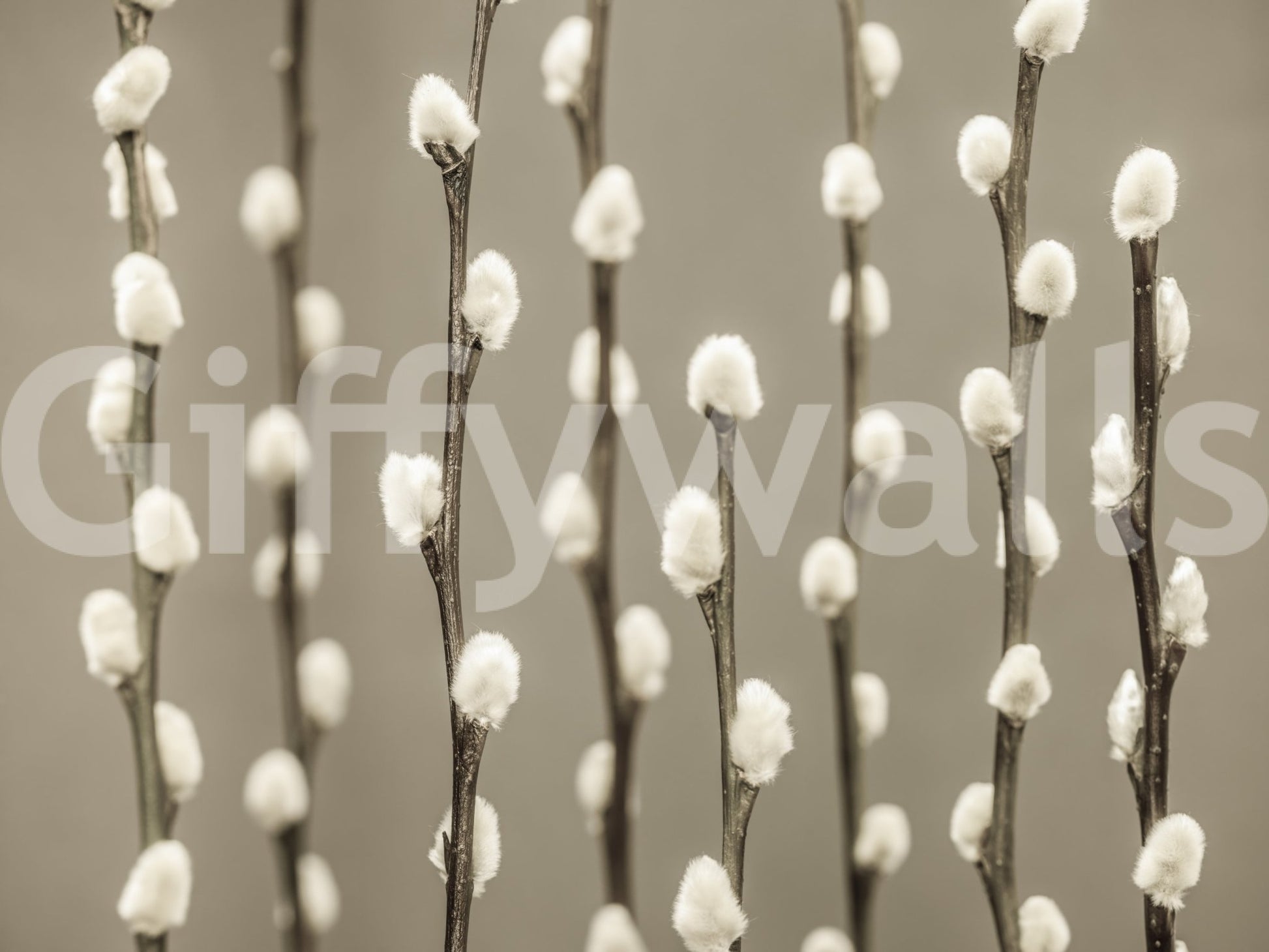 Pussy Willow Wall Mural with soft white buds on slender branches in neutral tones, GD8627