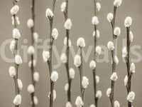 Pussy Willow Wall Mural with soft white buds on slender branches in neutral tones, GD8627