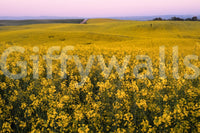 Provides a graceful and artistic backdrop.
