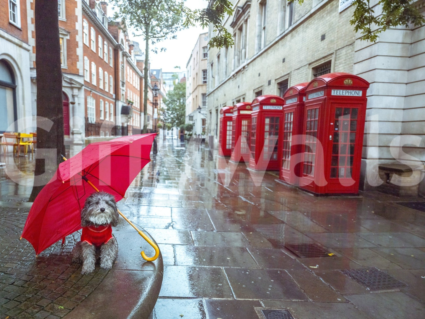 Rainy Day Pup Wall Mural