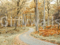 Forest wallpaper featuring quiet curved road

