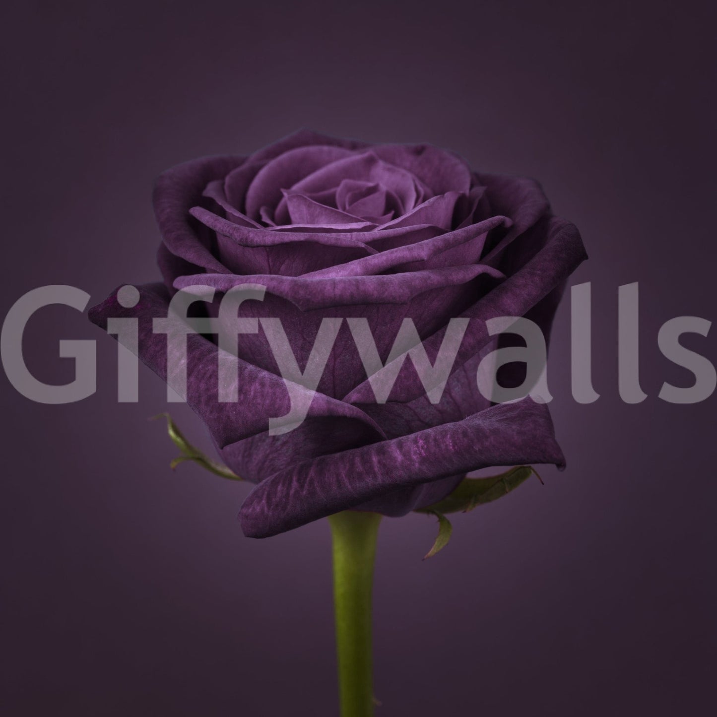 Royal Beauty Wall Mural in a contemporary flat with stylish lighting wallpaper.