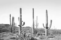 Focus on distinct shapes and outlines.

