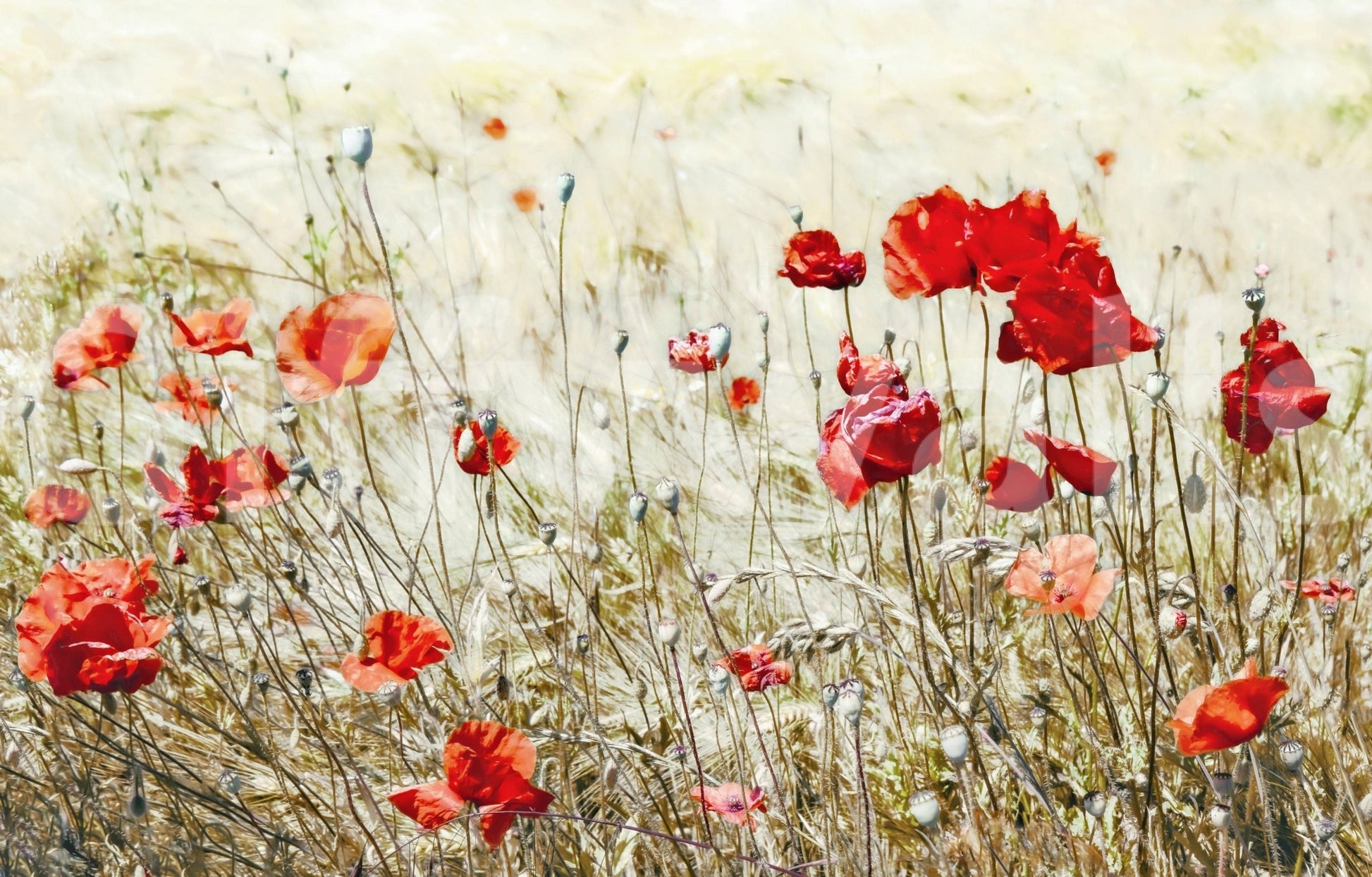 A high-quality serene flower wall mural for walls., GD5793