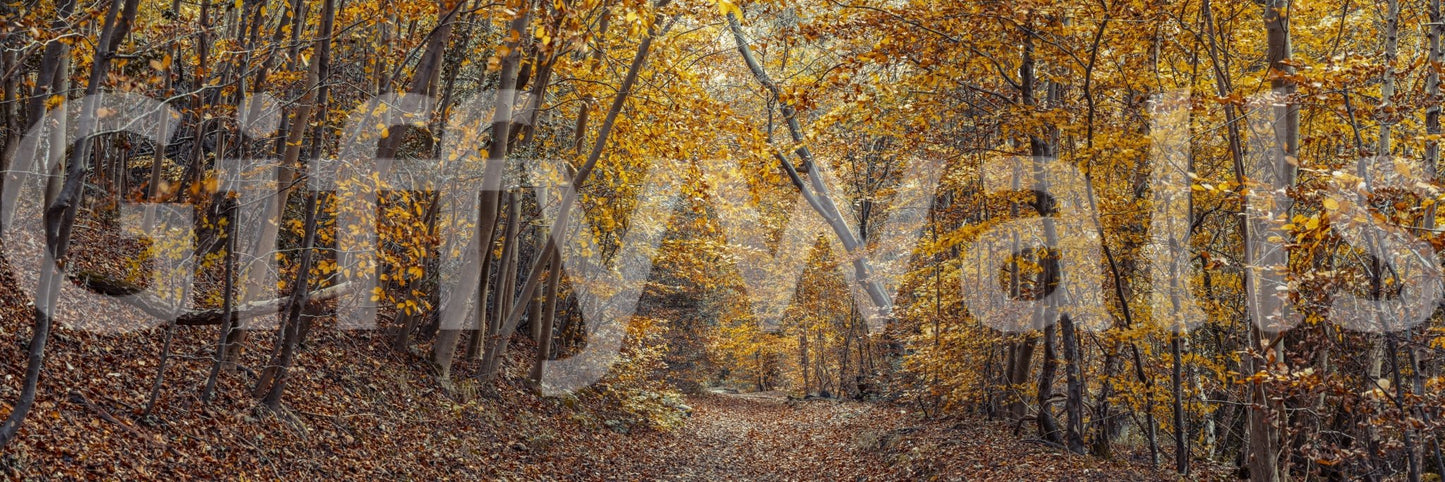 Scenic Woodland Path in Fall Wall Mural