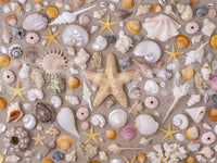 Detailed seashell print
