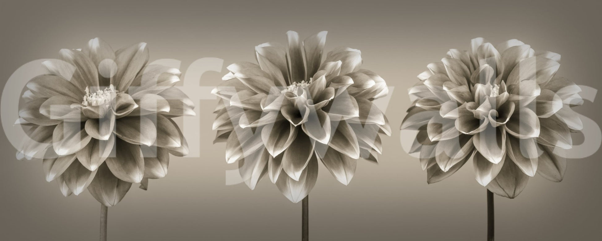 Sepia Dahlia Trio wall decor large format photo style print