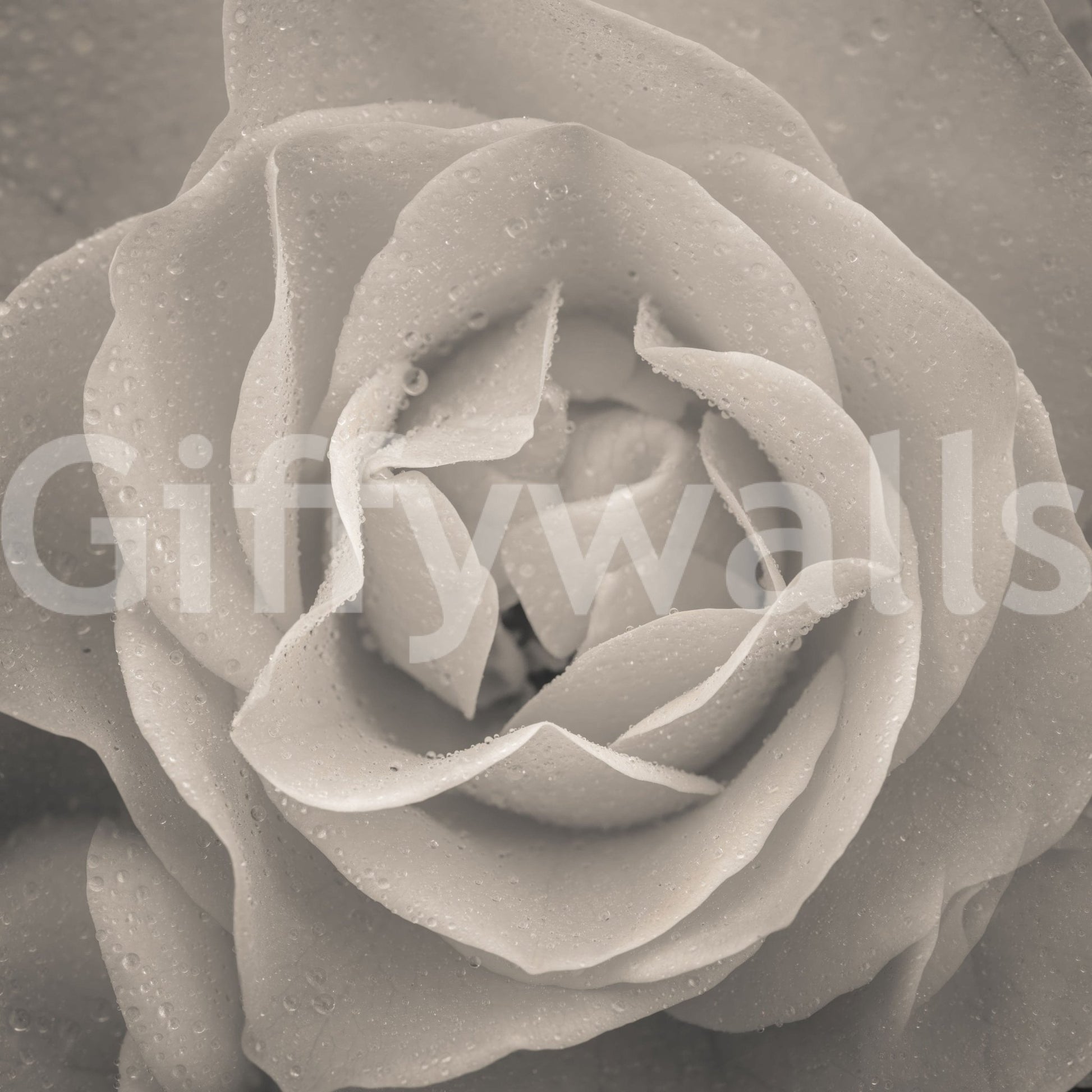 Blooming Sepia Rose Wall Mural in warm grey tones for serene spaces.