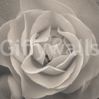 Blooming Sepia Rose Wall Mural in warm grey tones for serene spaces.