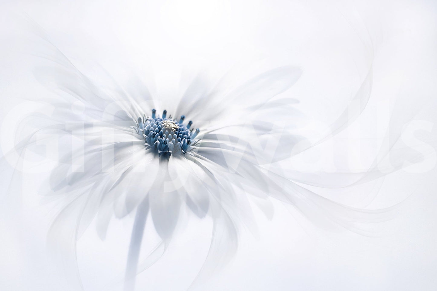 A high-quality serene flower wall mural for walls.