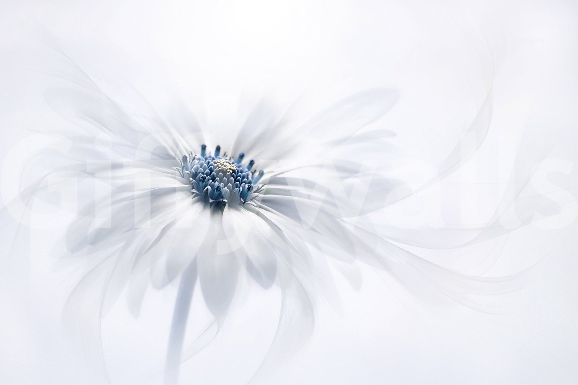 A high-quality serene flower wall mural for walls.