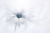 A high-quality serene flower wall mural for walls.