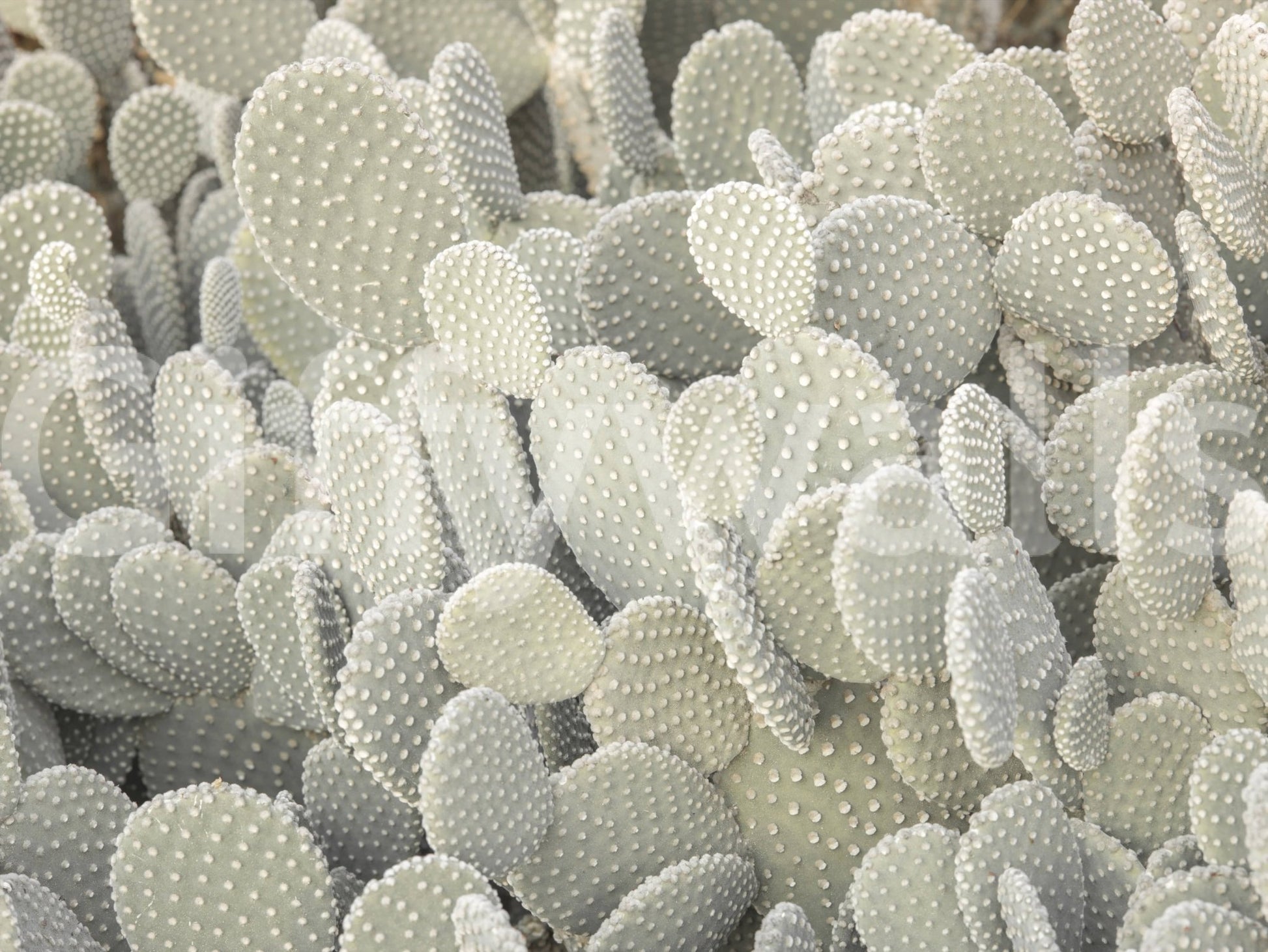 Sage green cactus wallpaper mural for a professional meeting space.