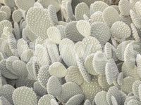 Sage green cactus wallpaper mural for a professional meeting space.