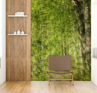 High-resolution image of a woodland path.

