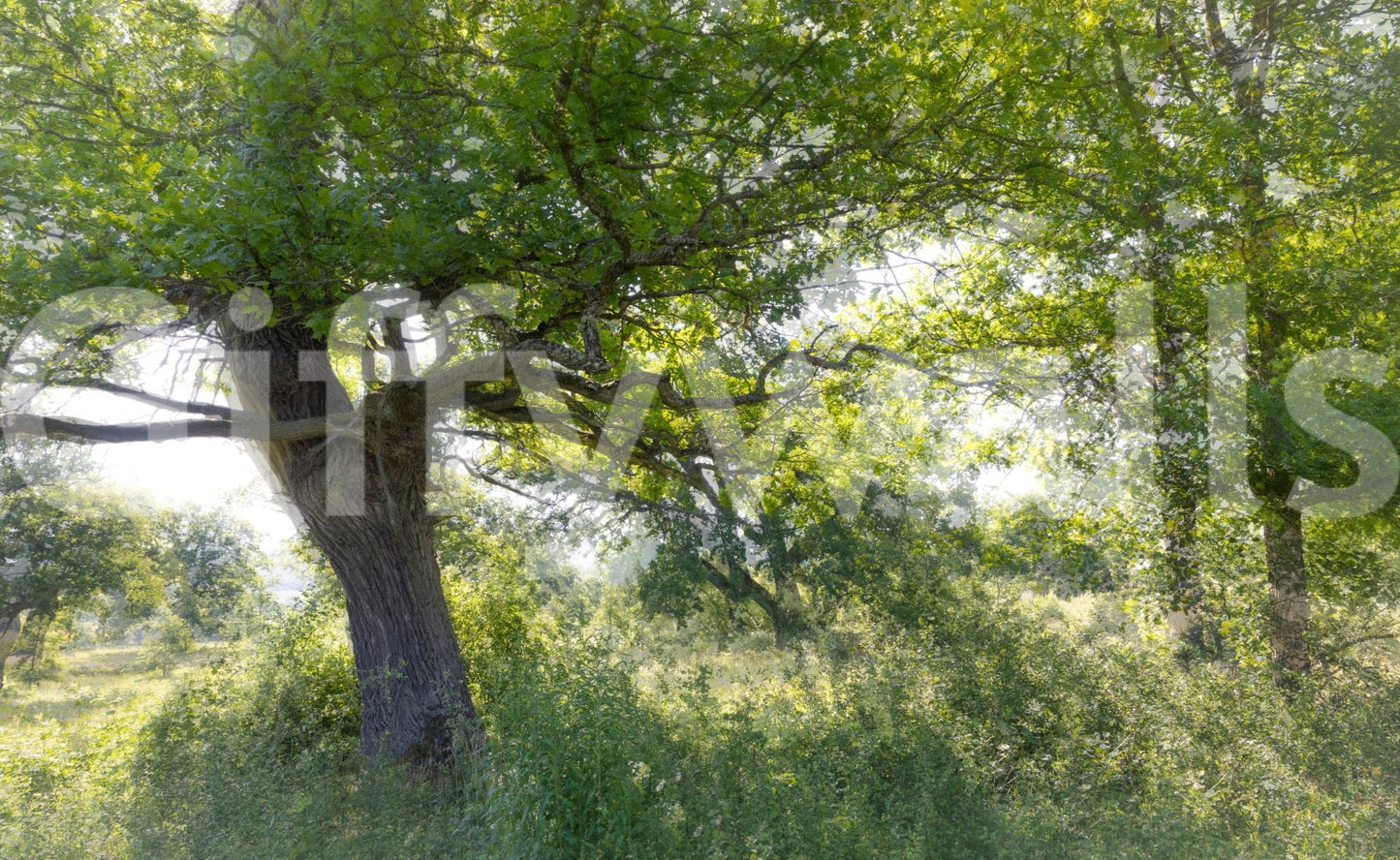 The Serene Green Tree mural gives the space a classic and natural feel.

