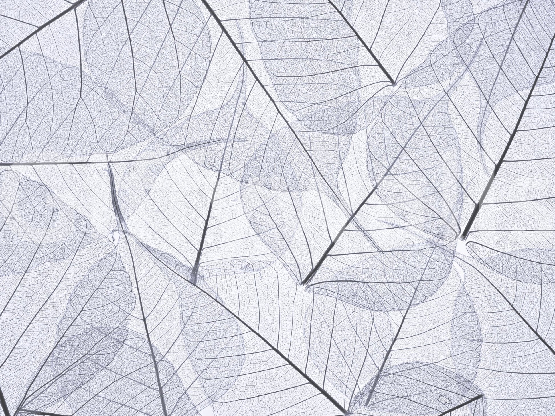 Skeleton Leaves wallpaper subtle organic overlapping leaves.